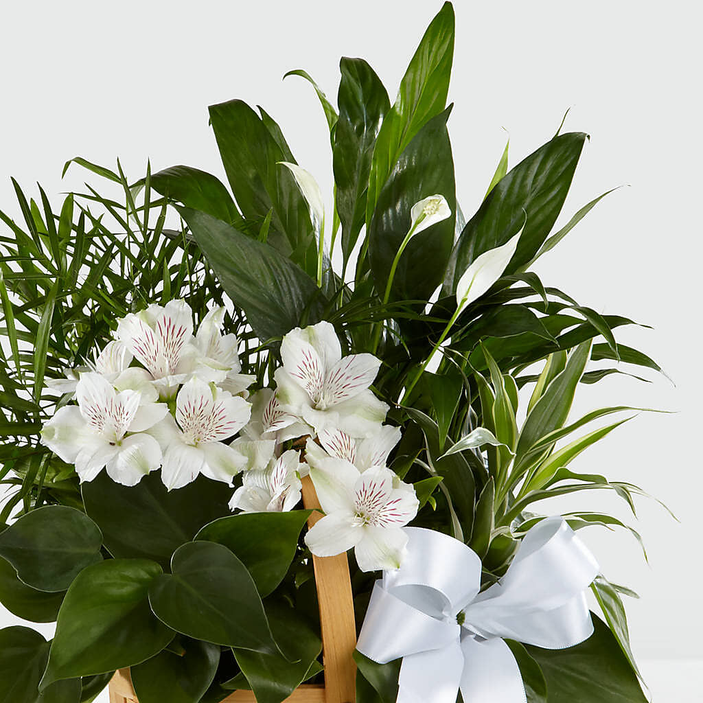 Peace & Serenity Dishgarden – Natural Flowers Llc, Centreville VA