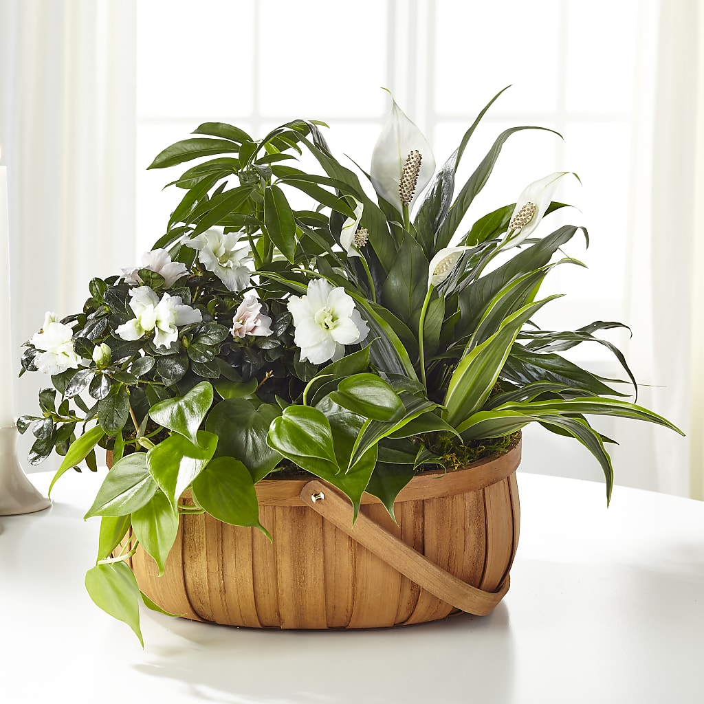 Serene Dishgarden – Natural Flowers Llc, Centreville VA