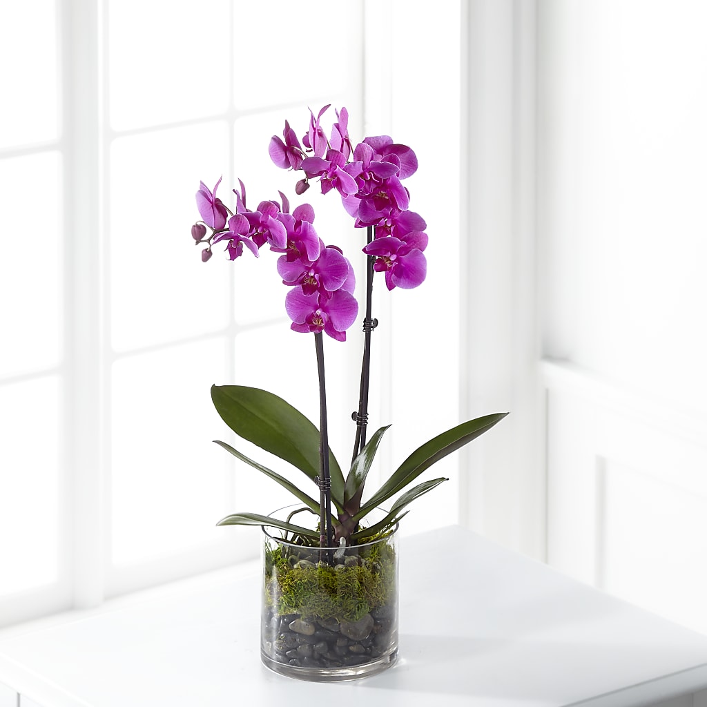 Pink Orchid Plant – Natural Flowers Llc, Centreville VA
