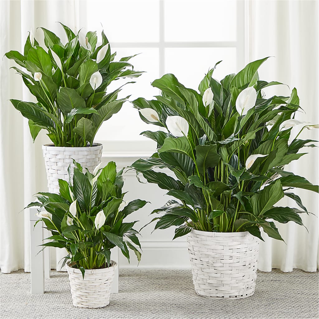 A New Leaf Peace Lily – Natural Flowers Llc, Centreville VA