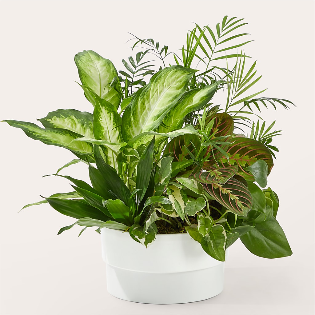 Radiating Positivity Dishgarden – Natural Flowers Llc, Centreville VA