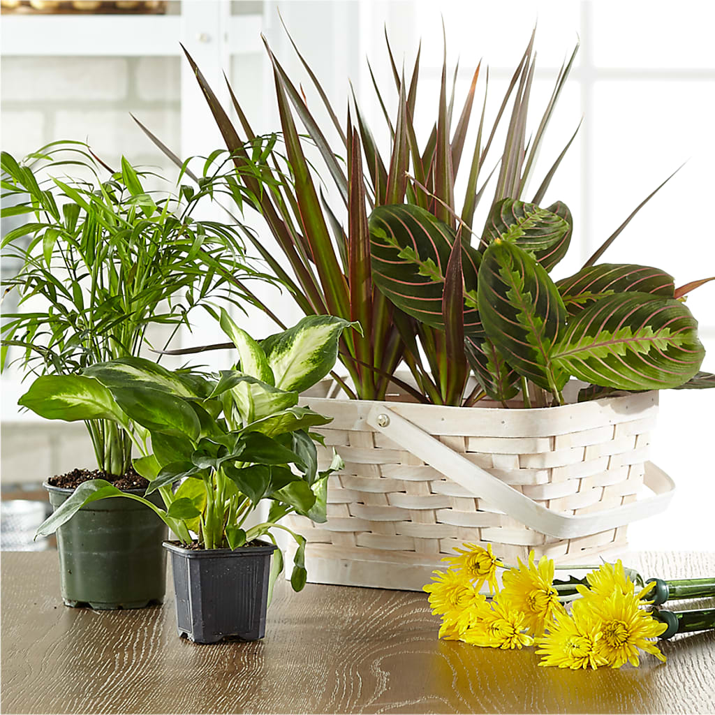 Florist Designed Blooming and Green Plants in a Basket –  Natural Flowers Llc, Centreville VA