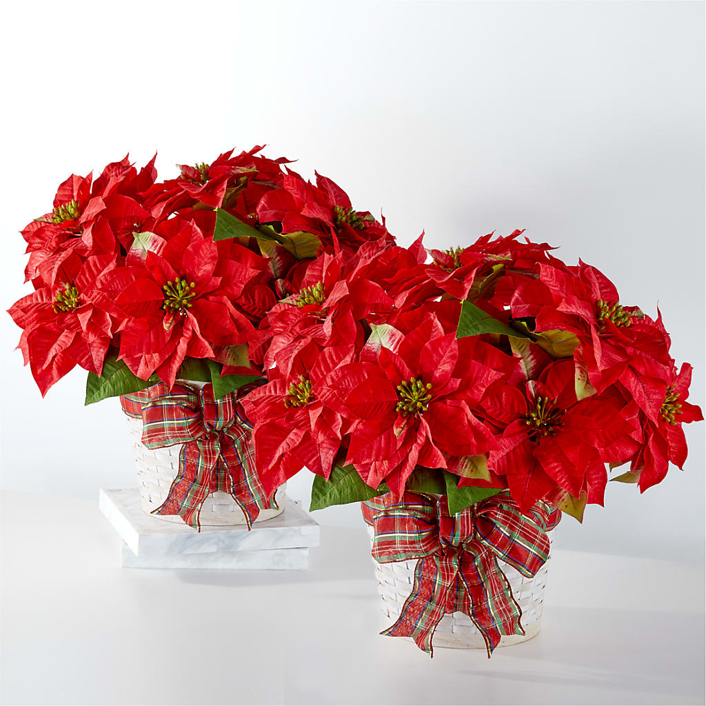 Happiest Holidays Poinsettia Bundle –  Natural Flowers Llc, Centreville VA