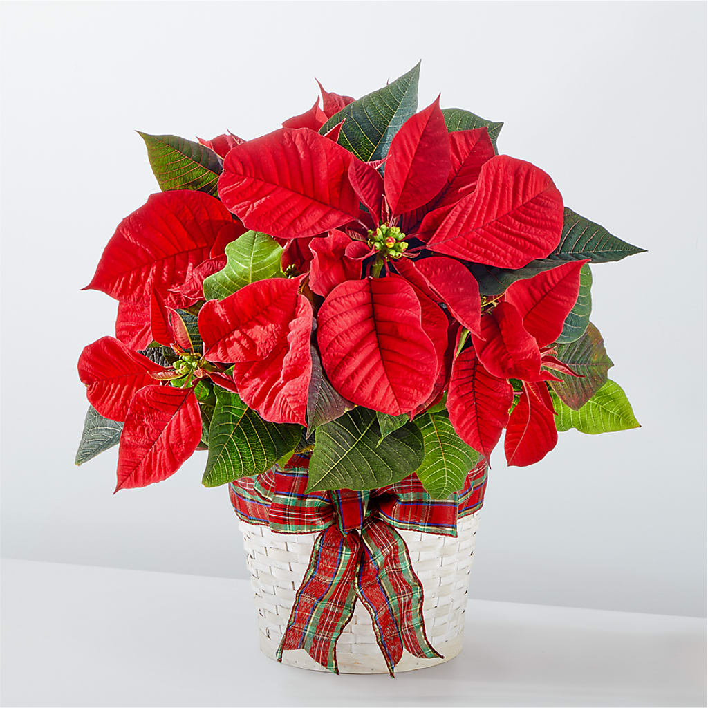Happiest Holidays Poinsettia –  Natural Flowers Llc, Centreville VA