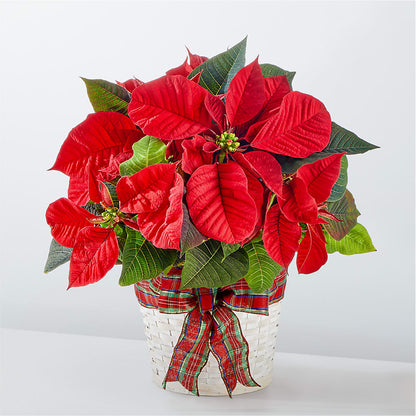 Happiest Holidays Poinsettia –  Natural Flowers Llc, Centreville VA