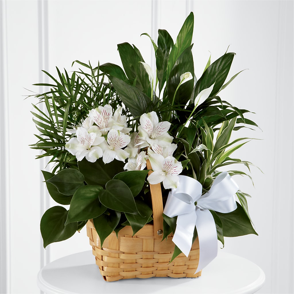 Peace & Serenity Dishgarden –  Natural Flowers Llc, Centreville VA