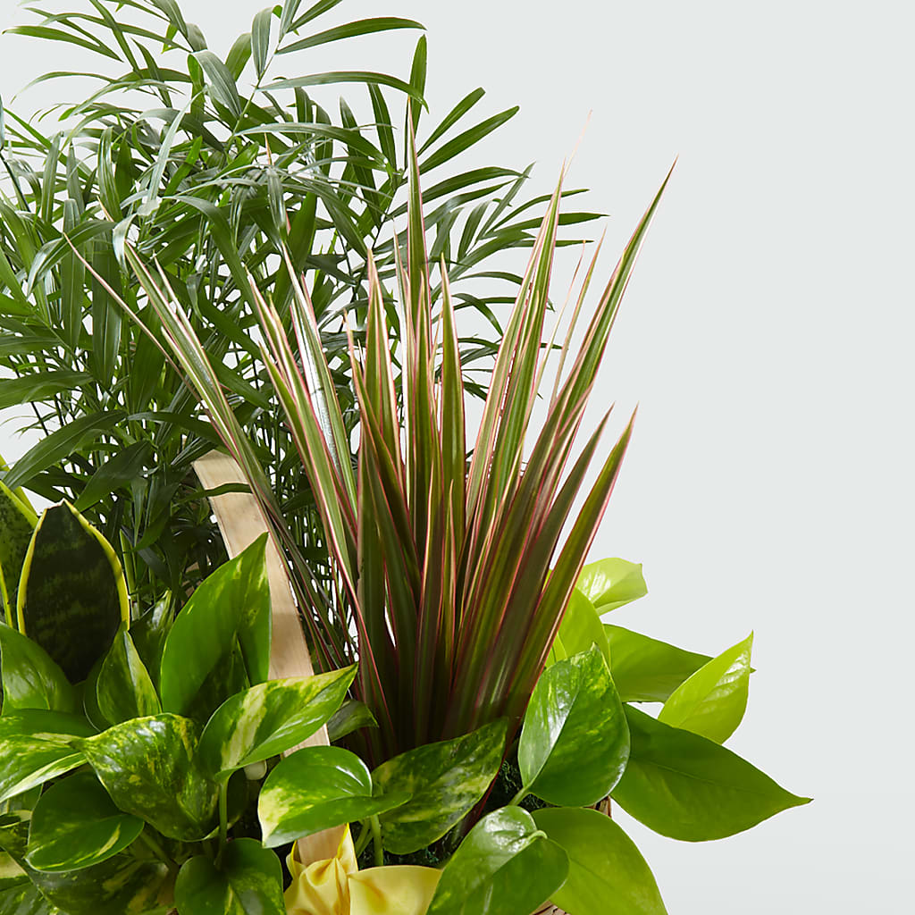 French Garden –  Natural Flowers Llc, Centreville VA
