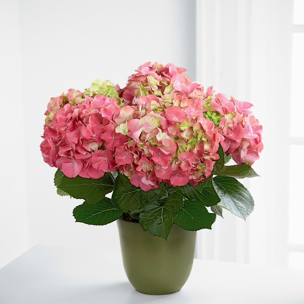 Pink Hydrangea Planter –  Natural Flowers Llc, Centreville VA