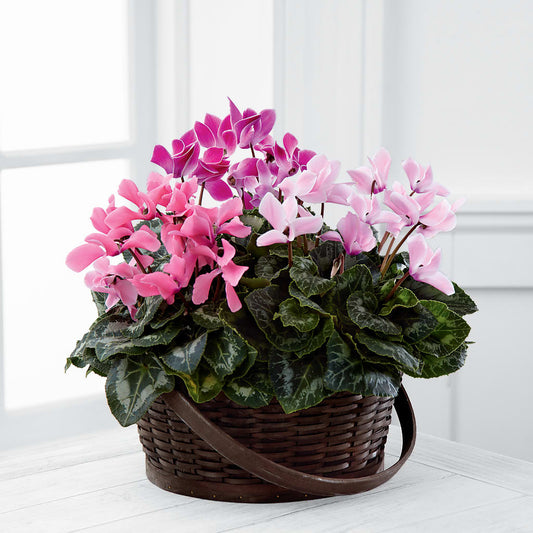 Mixed Cyclamen Planter –  Natural Flowers Llc, Centreville VA