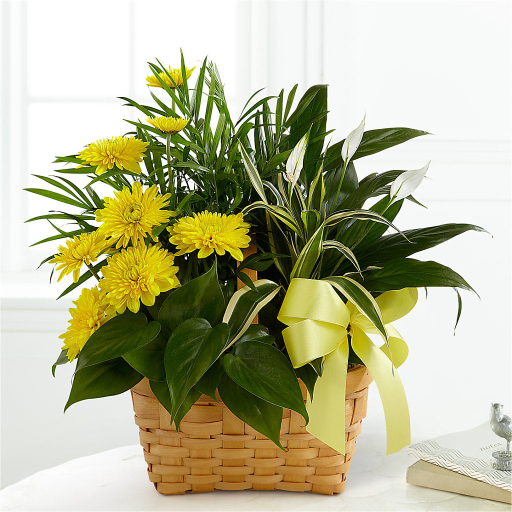 Loving Light Dishgarden –  Natural Flowers Llc, Centreville VA