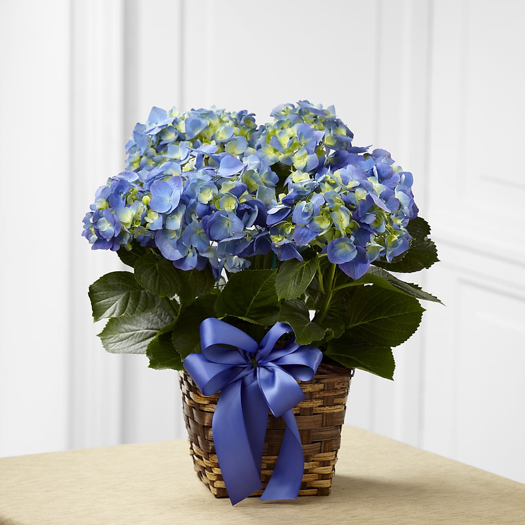 Blue Hydrangea Planter –  Natural Flowers Llc, Centreville VA