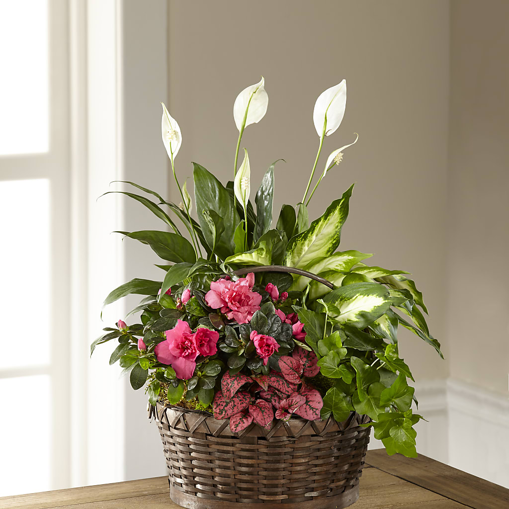 Dream in Pink Dishgarden –  Natural Flowers Llc, Centreville VA