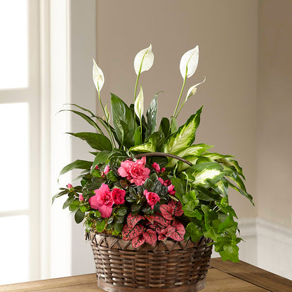 Dream in Pink Dishgarden –  Natural Flowers Llc, Centreville VA