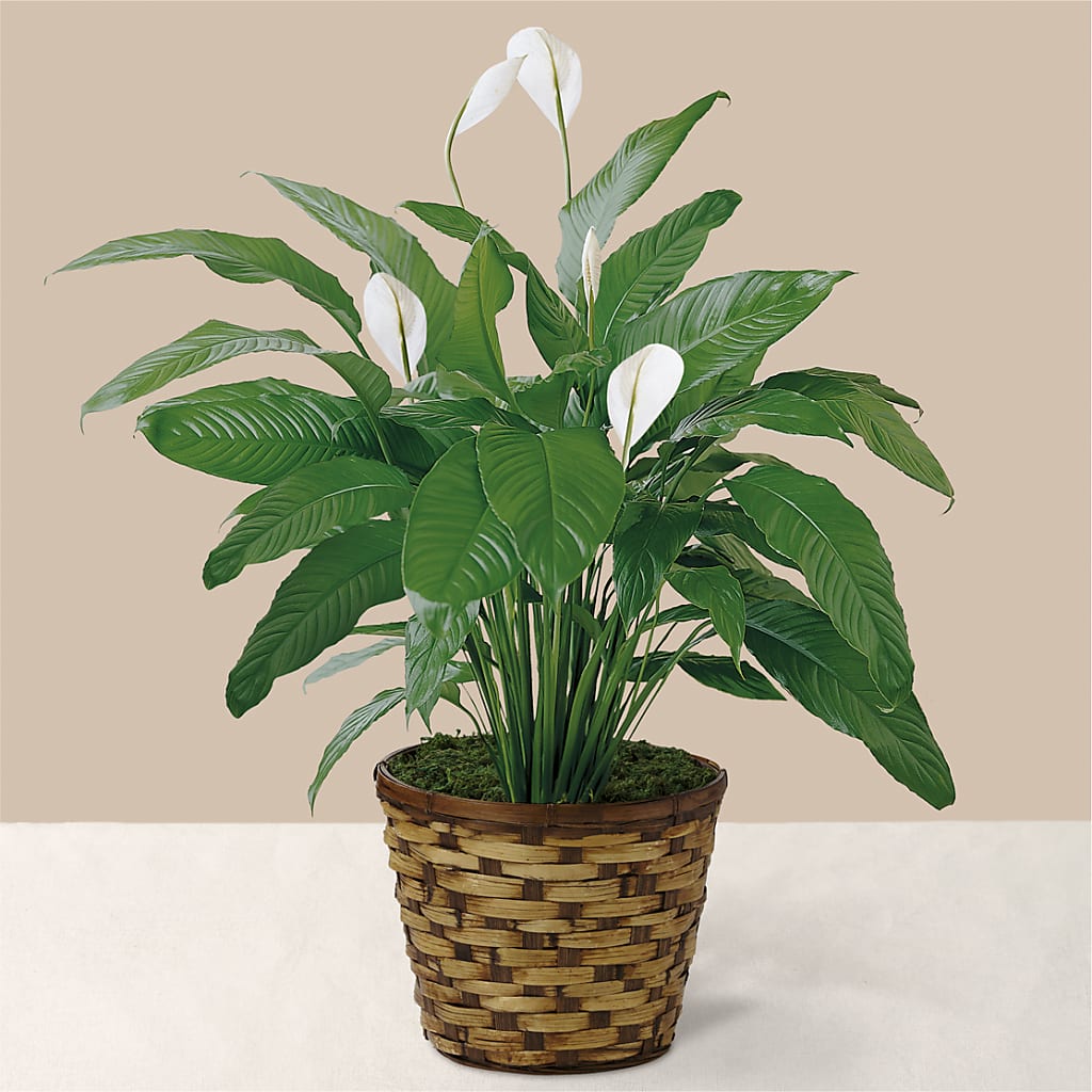 Tranquil Moments Peace Lily Plant –  Natural Flowers Llc, Centreville VA
