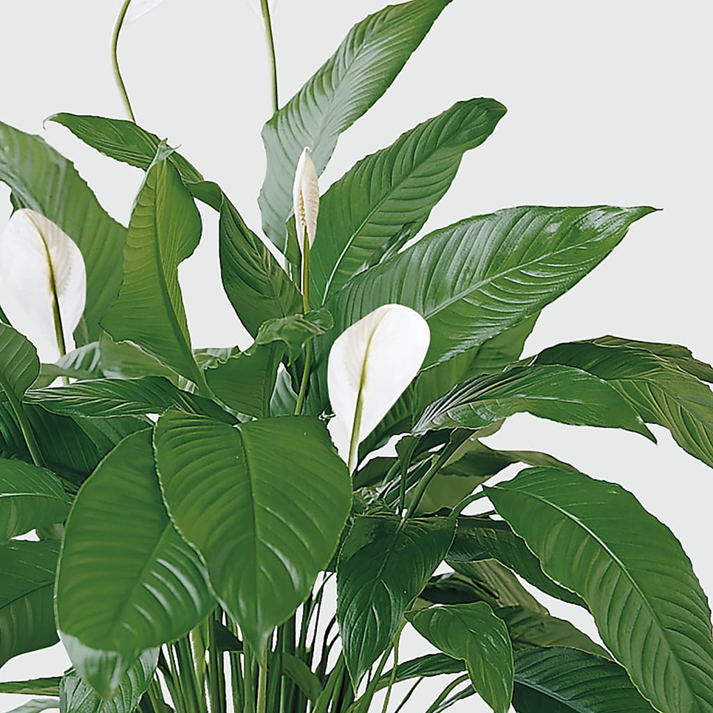 Tranquil Moments Peace Lily Plant –  Natural Flowers Llc, Centreville VA