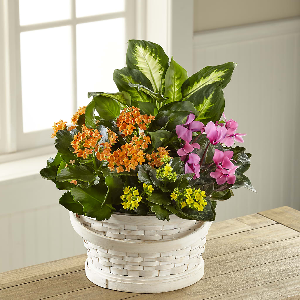 Color Crush Dishgarden –  Natural Flowers Llc, Centreville VA