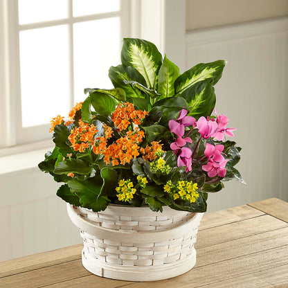 Color Crush Dishgarden –  Natural Flowers Llc, Centreville VA