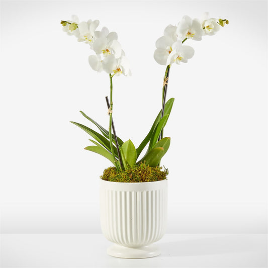 Whispering White Orchid –  Natural Flowers Llc, Centreville VA
