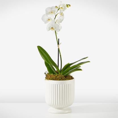 Whispering White Orchid –  Natural Flowers Llc, Centreville VA