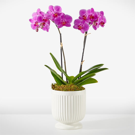 Friendly Fuchsia Orchid –  Natural Flowers Llc, Centreville VA