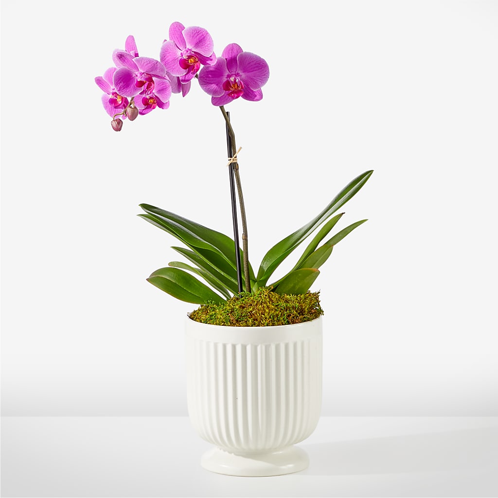 Friendly Fuchsia Orchid –  Natural Flowers Llc, Centreville VA