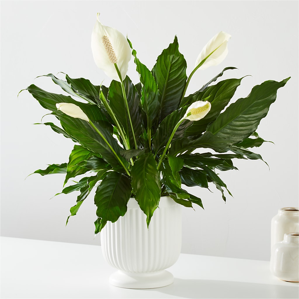 Comfort Planter –  Natural Flowers Llc, Centreville VA