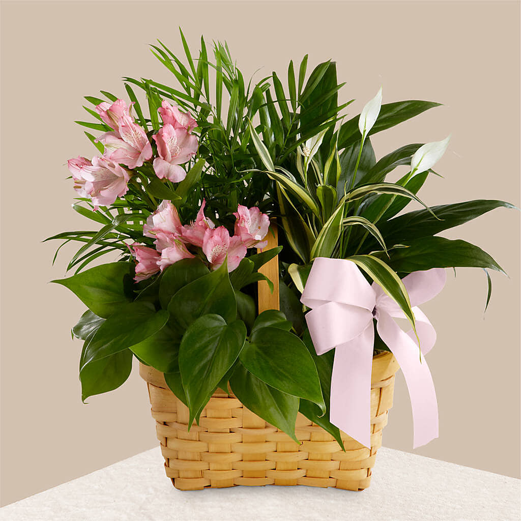 Living Spirit Dishgarden –  Natural Flowers Llc, Centreville VA