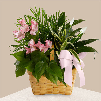 Living Spirit Dishgarden –  Natural Flowers Llc, Centreville VA