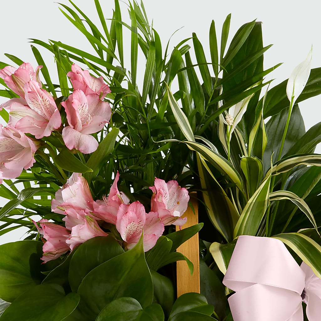 Living Spirit Dishgarden –  Natural Flowers Llc, Centreville VA