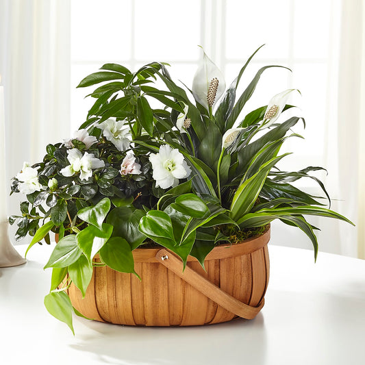 Serene Dishgarden –  Natural Flowers Llc, Centreville VA