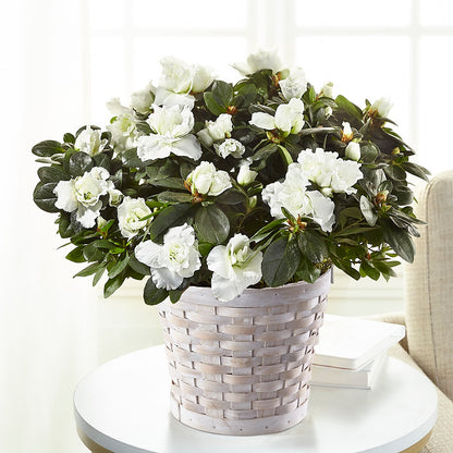 White Azalea Plant –  Natural Flowers Llc, Centreville VA