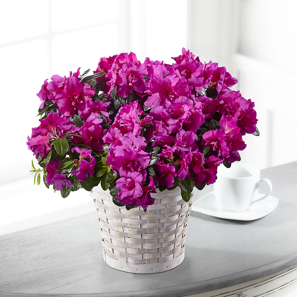Hope & Serenity Azalea Plant –  Natural Flowers Llc, Centreville VA