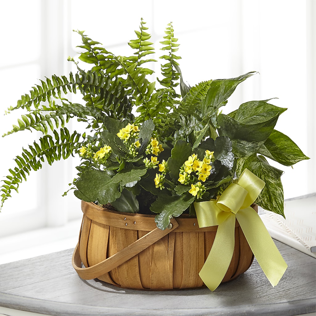 Always Dear Dishgarden –  Natural Flowers Llc, Centreville VA