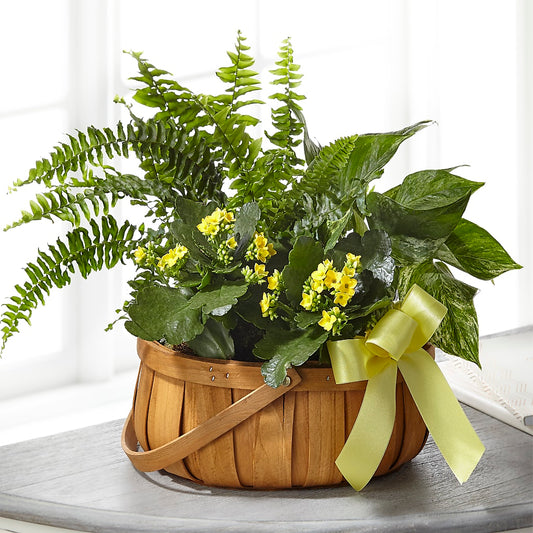 Always Dear Dishgarden –  Natural Flowers Llc, Centreville VA