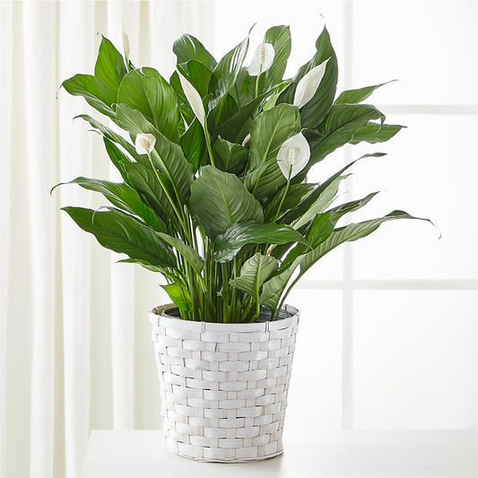 A New Leaf Peace Lily –  Natural Flowers Llc, Centreville VA