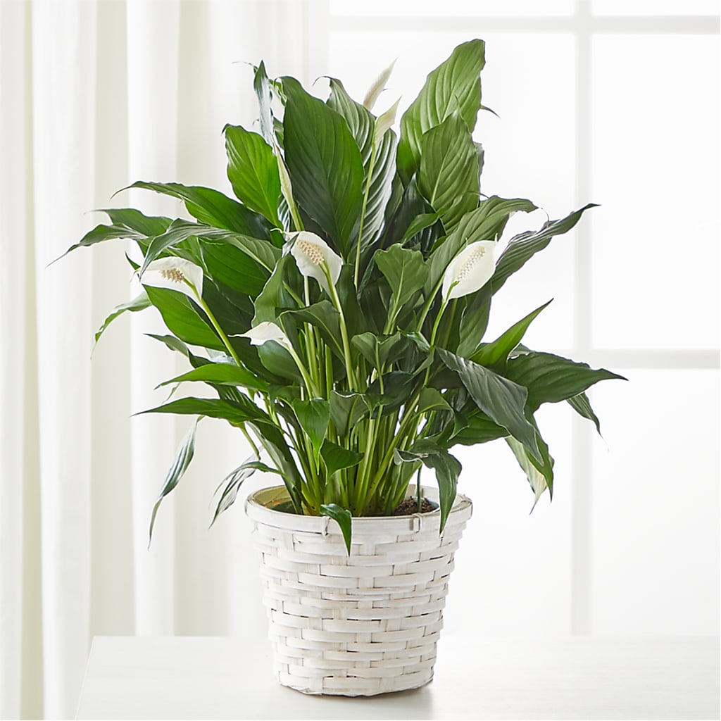 A New Leaf Peace Lily –  Natural Flowers Llc, Centreville VA