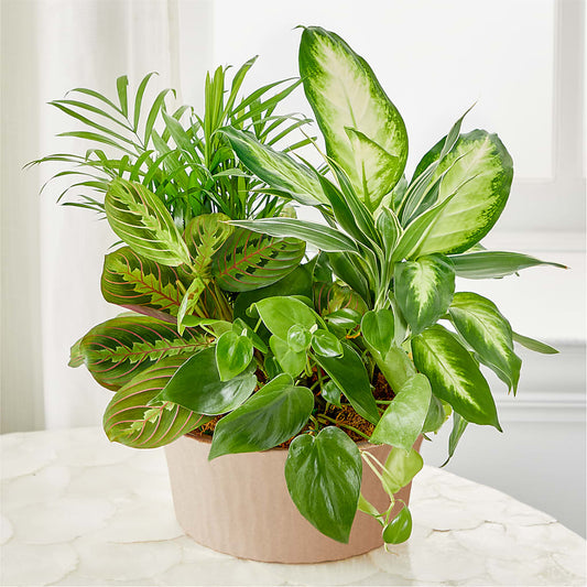 Balance & Harmony Dishgarden –  Natural Flowers Llc, Centreville VA