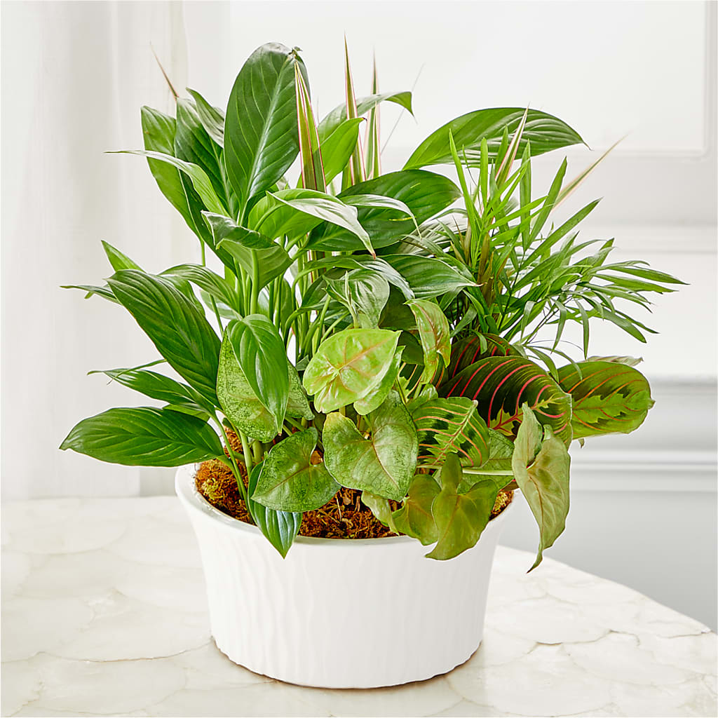 Balance & Harmony Dishgarden –  Natural Flowers Llc, Centreville VA