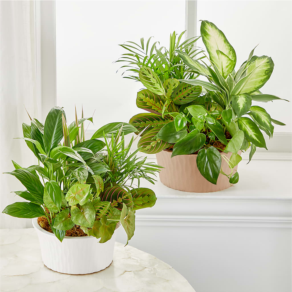 Balance & Harmony Dishgarden –  Natural Flowers Llc, Centreville VA
