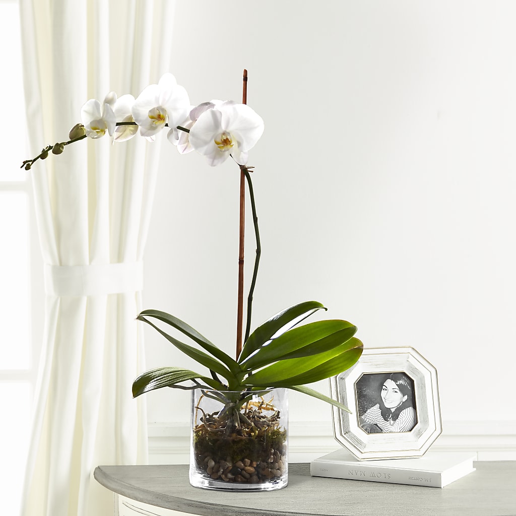 White Orchid Planter –  Natural Flowers Llc, Centreville VA