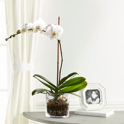 White Orchid Planter –  Natural Flowers Llc, Centreville VA