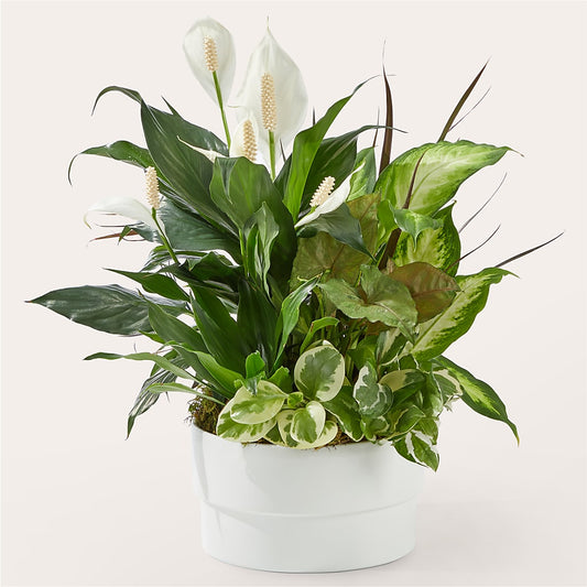 Radiating Positivity Dishgarden –  Natural Flowers Llc, Centreville VA